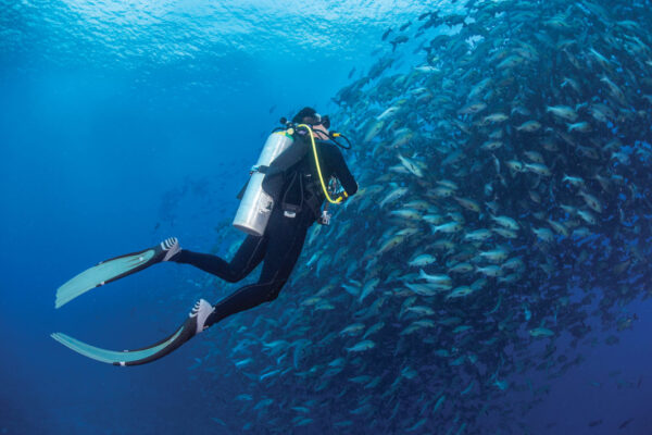 A UT researcher swims alongside a school of fish.
