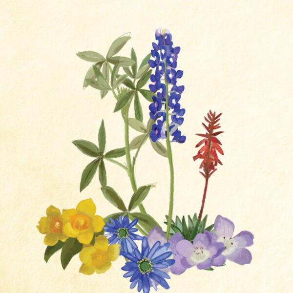 Texas wildflower illustrations.