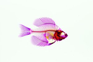 X-ray of a fish where the bones are purple.
