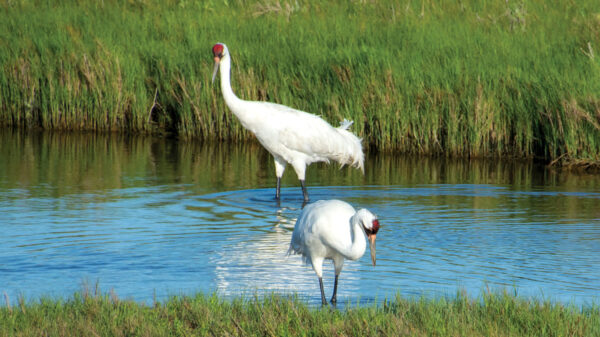 Whooping cranes stand in the marsh.