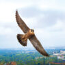 The falcon known as Tower Girl soaring over campus.