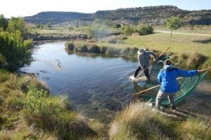 Two people stand in a river, using a large green net to collect fish.