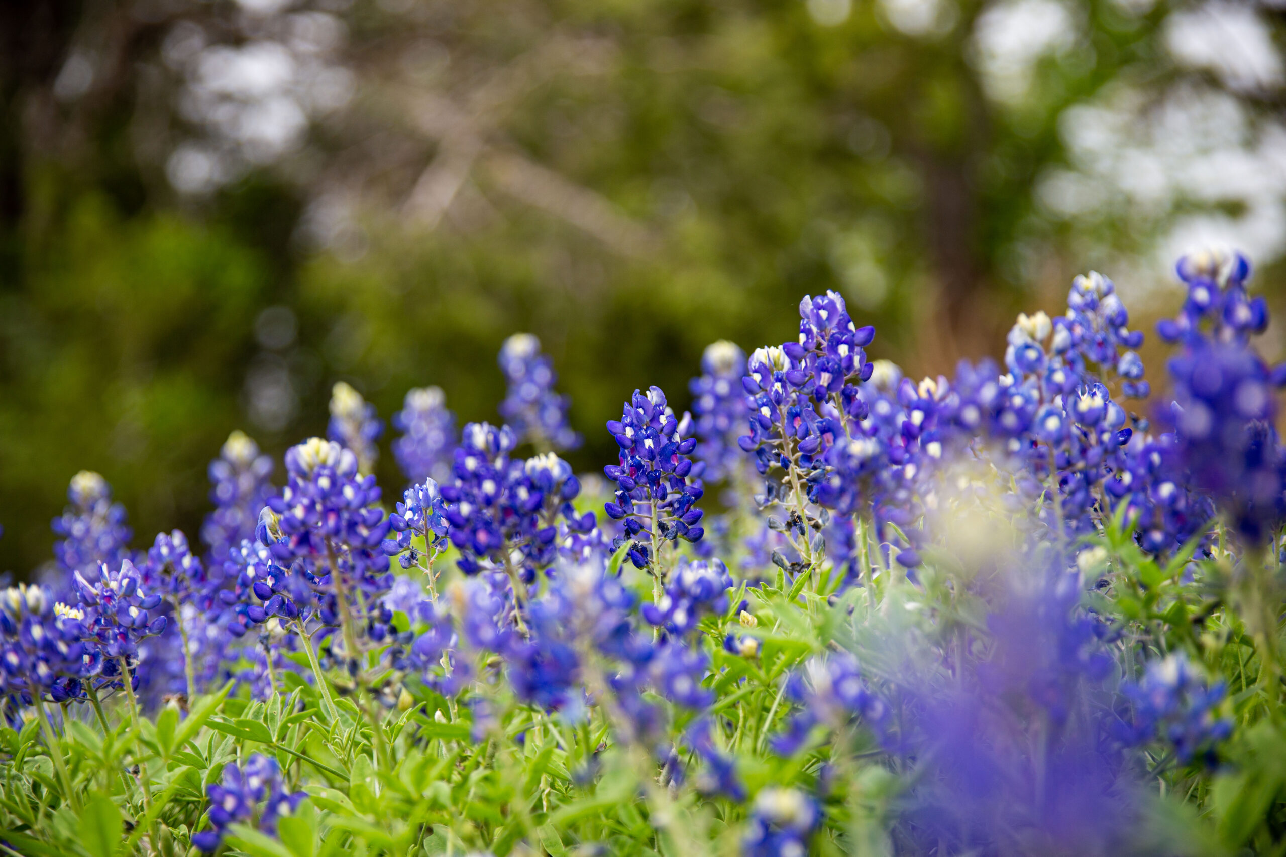 A cluster of bluebonnets