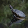 Turtle-in-the-turtle-pond-2021-7490 WEB