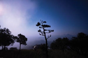 McD Agave Foggy Moonlight WEB
